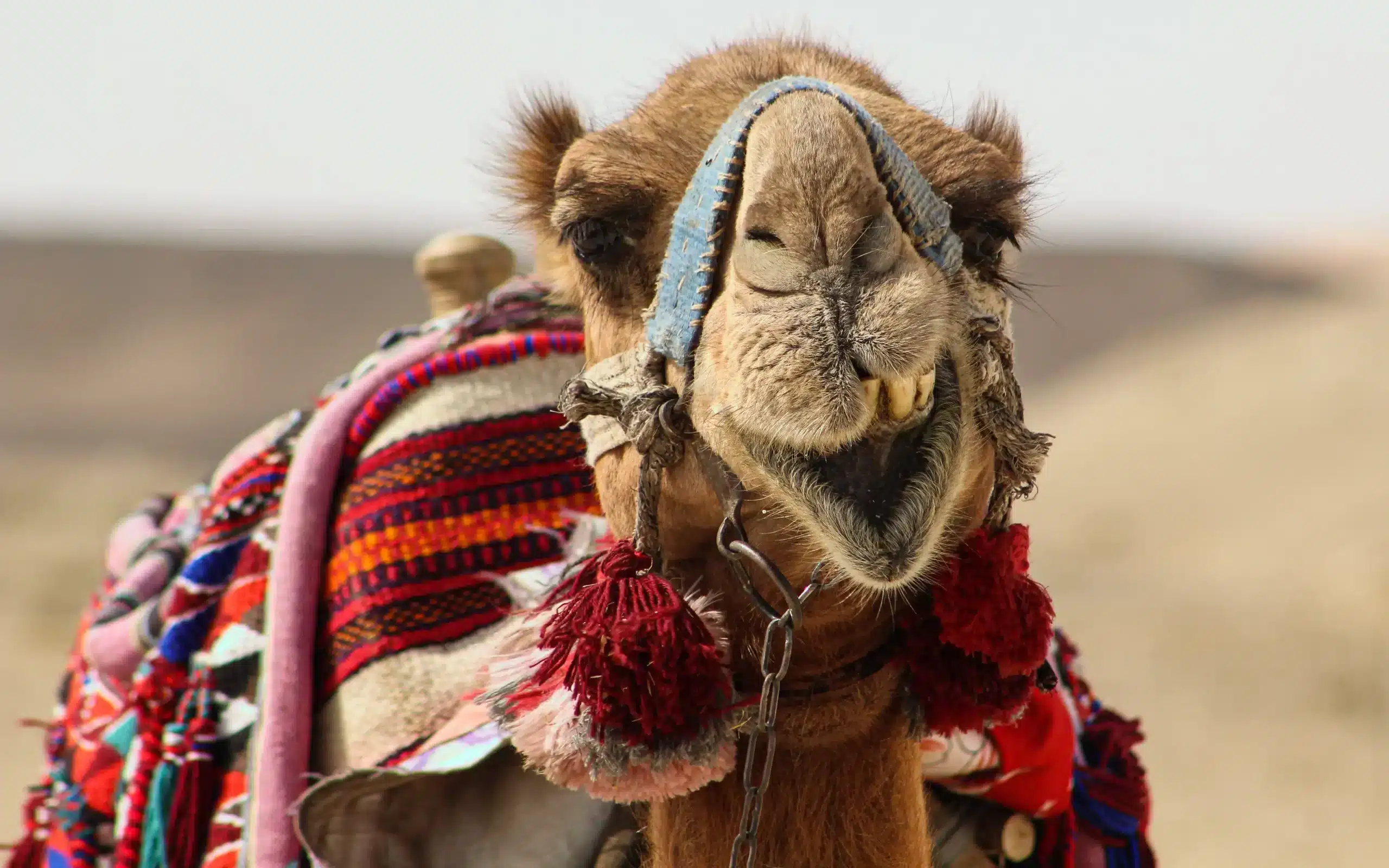 Main (7) Sharm El Sheikh Camel Ride with Quad Biking with Bedouin Dinner