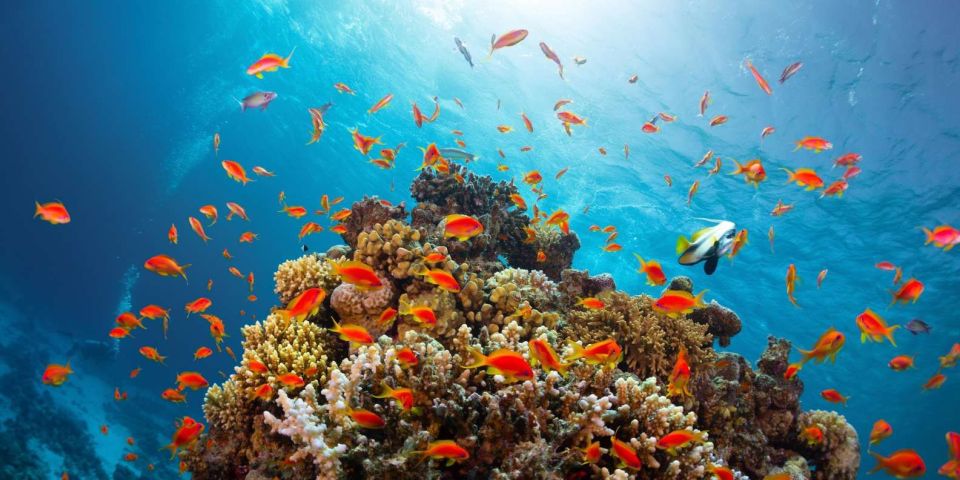 Ras6 Discover the 5 Wonders of Ras Muhammad and White Island with Sinai Vibes Tours
