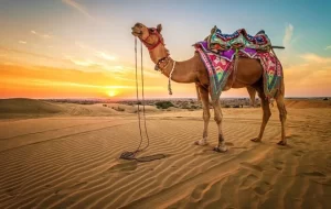 saf8 ATV, Camel Ride, Dinner and Show Tours Sharm El Sheikh